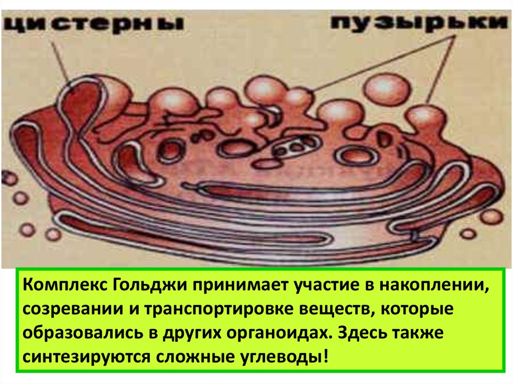 Участвует в самопереваривание клетки транспортирует вещества. В аппарате Гольджи синтезируются. Аппарат Гольджи строение. Комплекс Гольджи строение. Комплекс Гольджи рисунок.