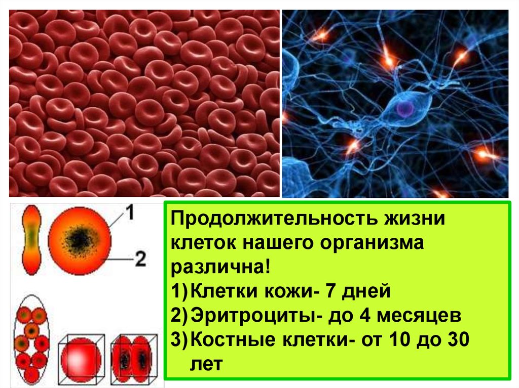 Жизнь клетки. Срок жизни клеток человека. Продолжительность жизни клеток организма. Клетка организма человека. Разные клетки организма человека.