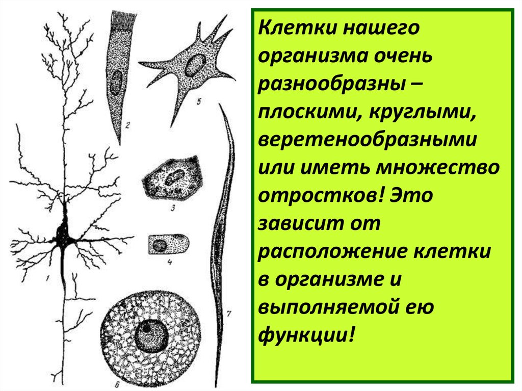 Презентация клеточное строение организма 8 класс презентация