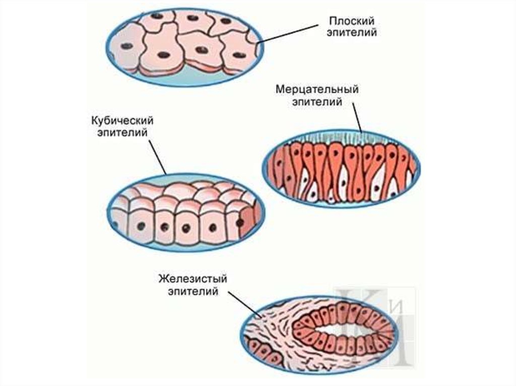 Эпителий это. Строение клетки эпителиальной ткани. Клетка эпителиальной ткани рисунок. Строение плоской эпителиальной ткани. Эпителиальная ткань строение рисунок.