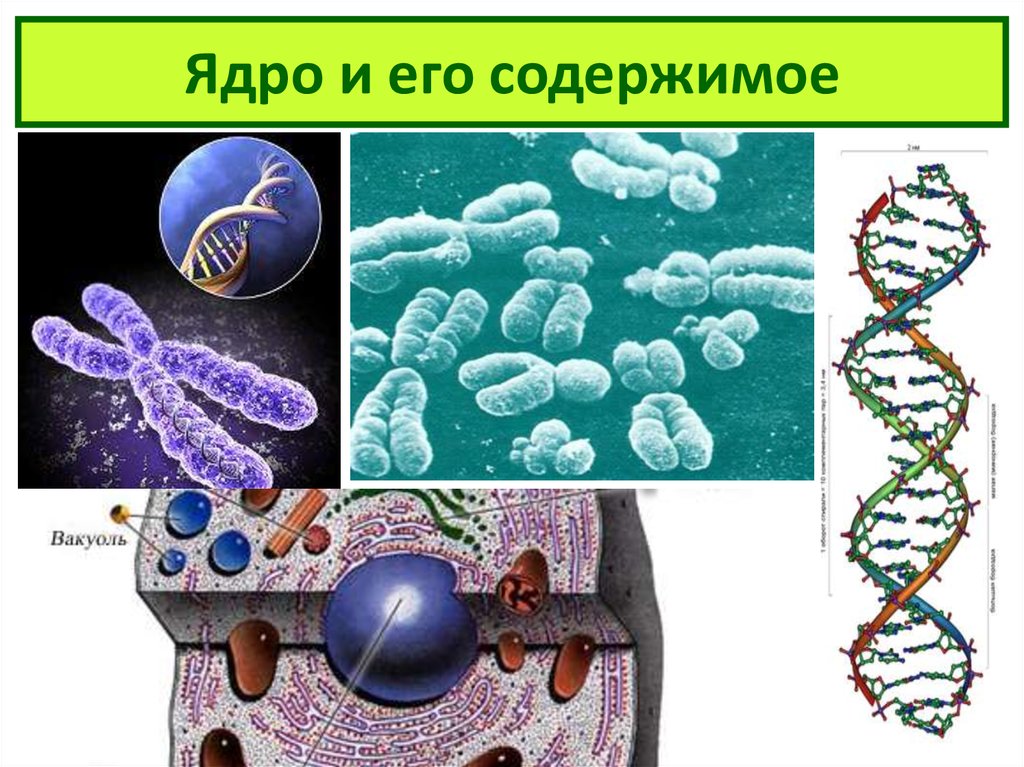 Строение клетки многоклеточного организма