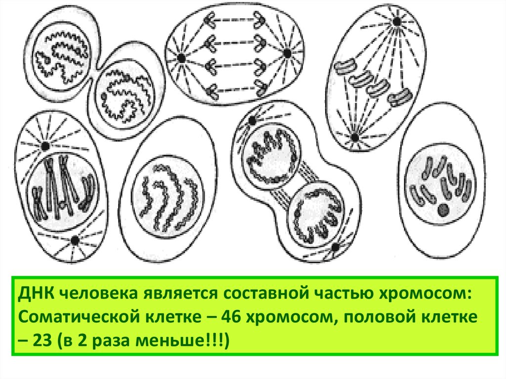 Размер соматической клетки. Строение соматической клетки. Рисунок многоклеточного организма. Соматическая клетка рисунок. Зарисовка многоклеточного организма.