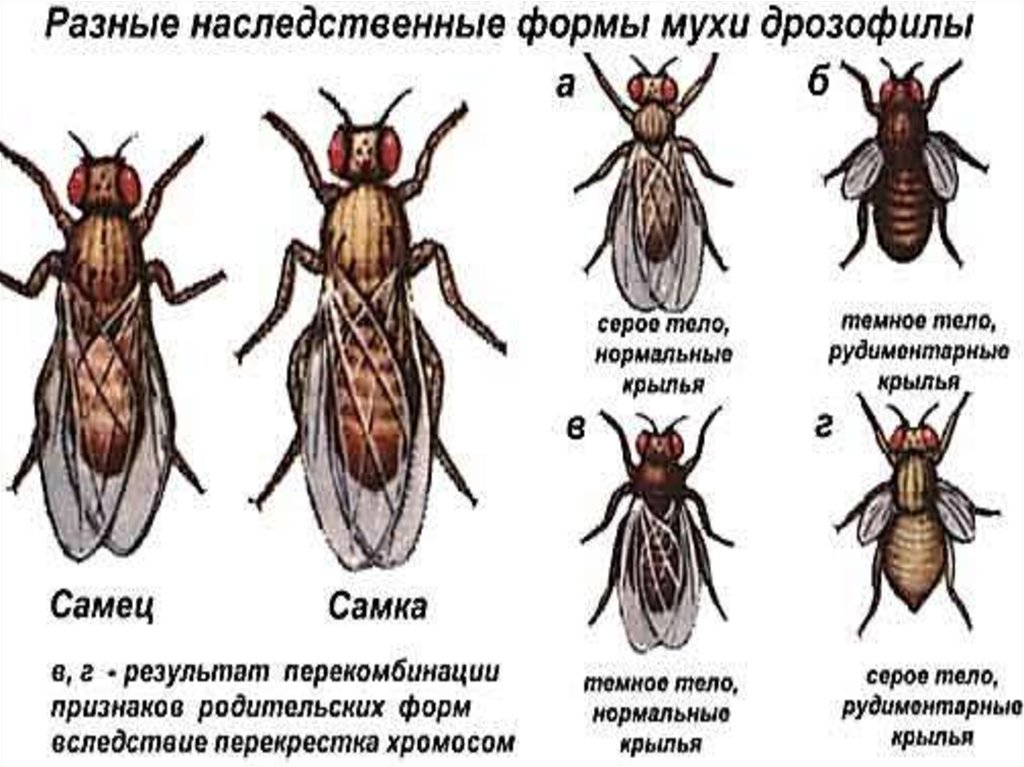 Киноварные глаза у дрозофилы