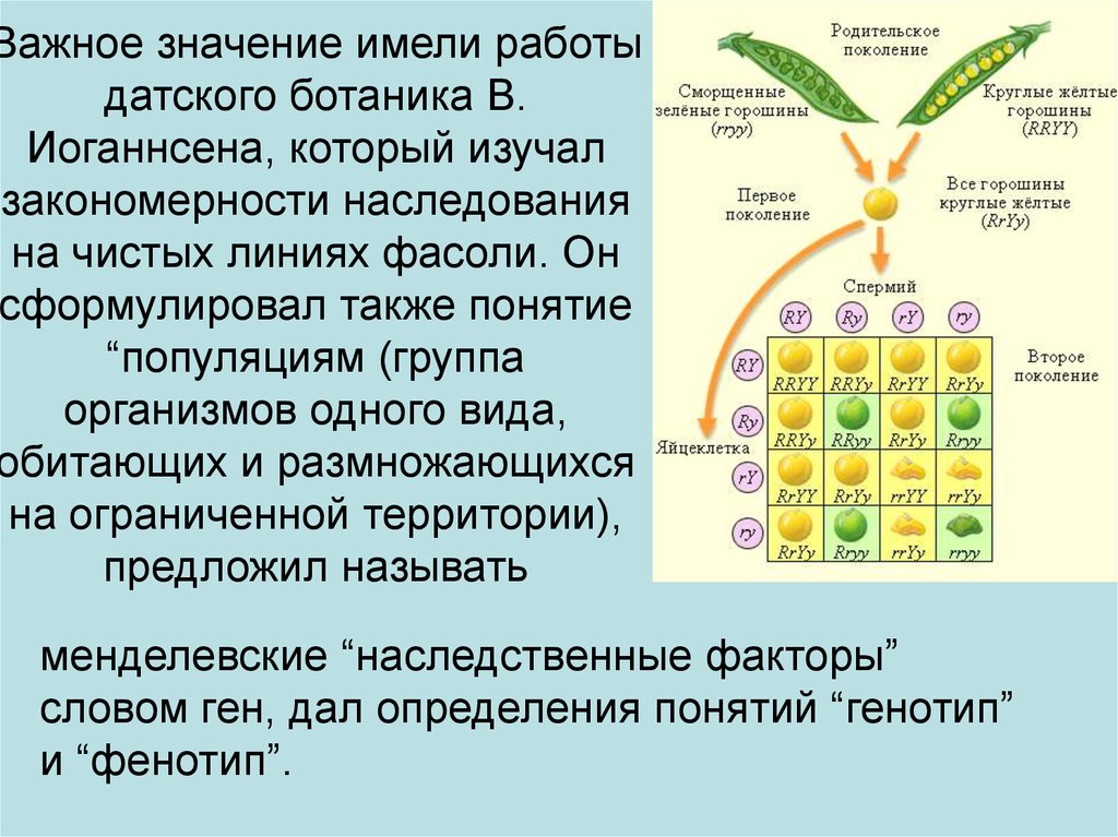 Кто впервые открыл закономерности наследования