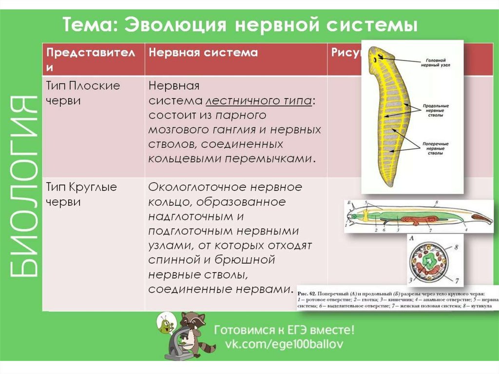 Нервная система животных презентация