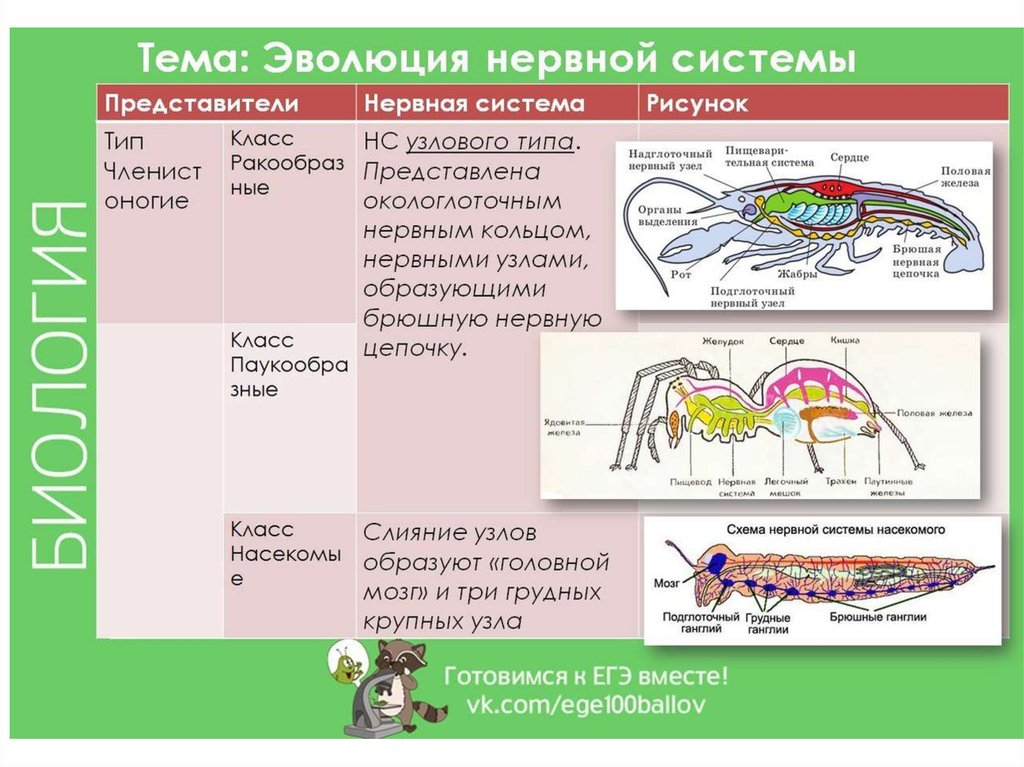 Диффузная представители. Эволюция нервной системы у животных таблица. Нервная система животных таблица. Эволюция нервная системы у животных таблица биология. Таблица нервная система животных 7 класс.