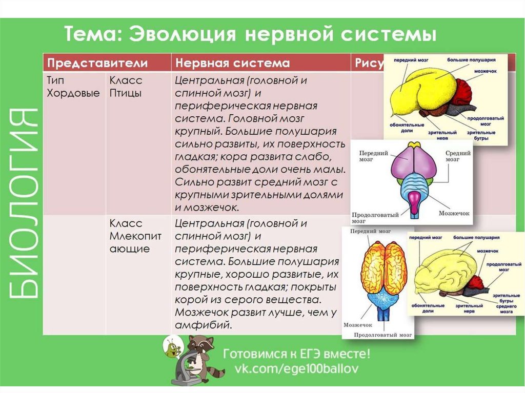 Схема эволюции нервной системы