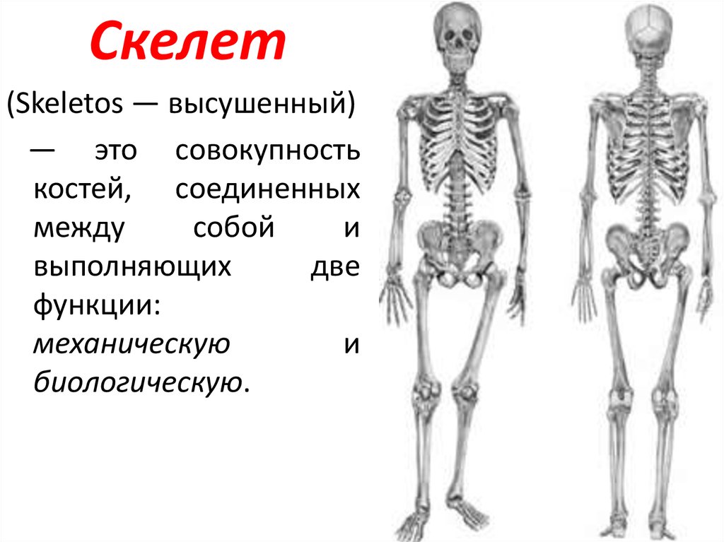Какую функцию в организме выполняет скелет