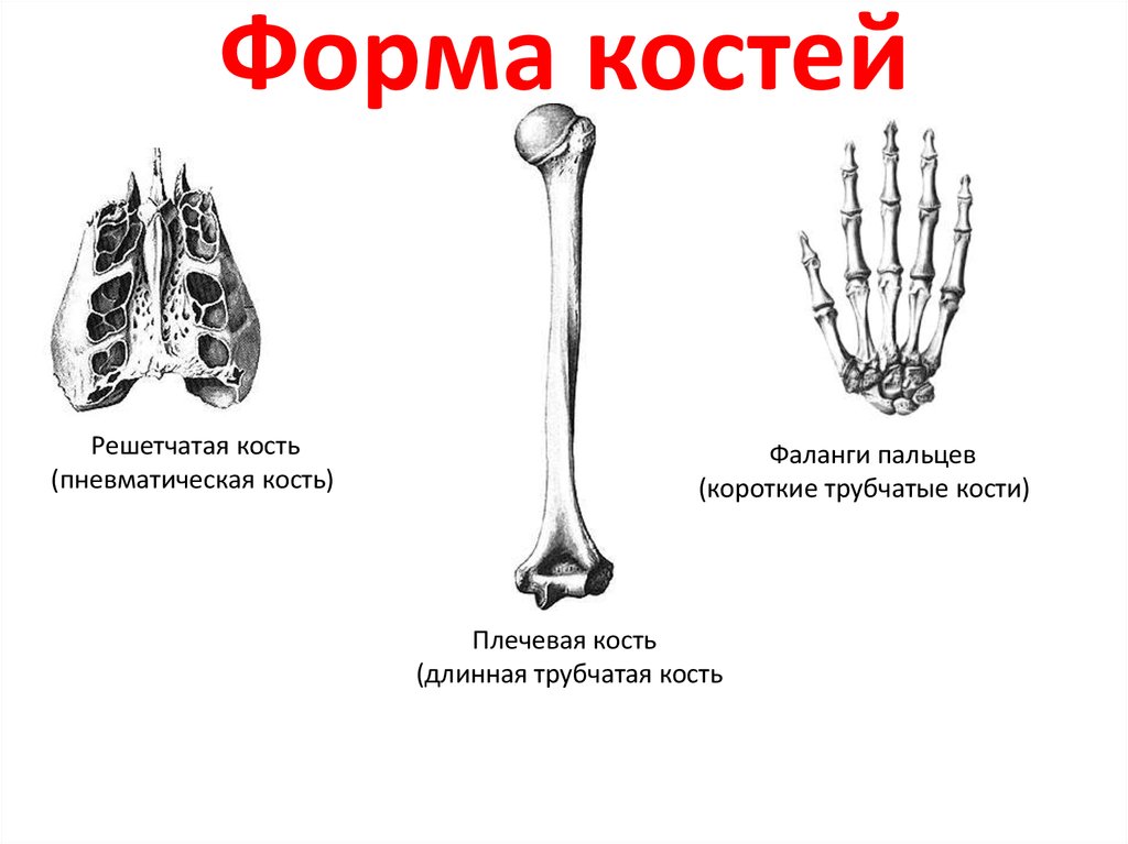 Губчатые кости кости конечностей. Строение и форма костей. Форма трубчатых костей. Короткие трубчатые кости. Кости бывают трубчатые плоские.