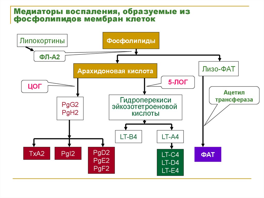 Медиаторы воспаления вызывают схема