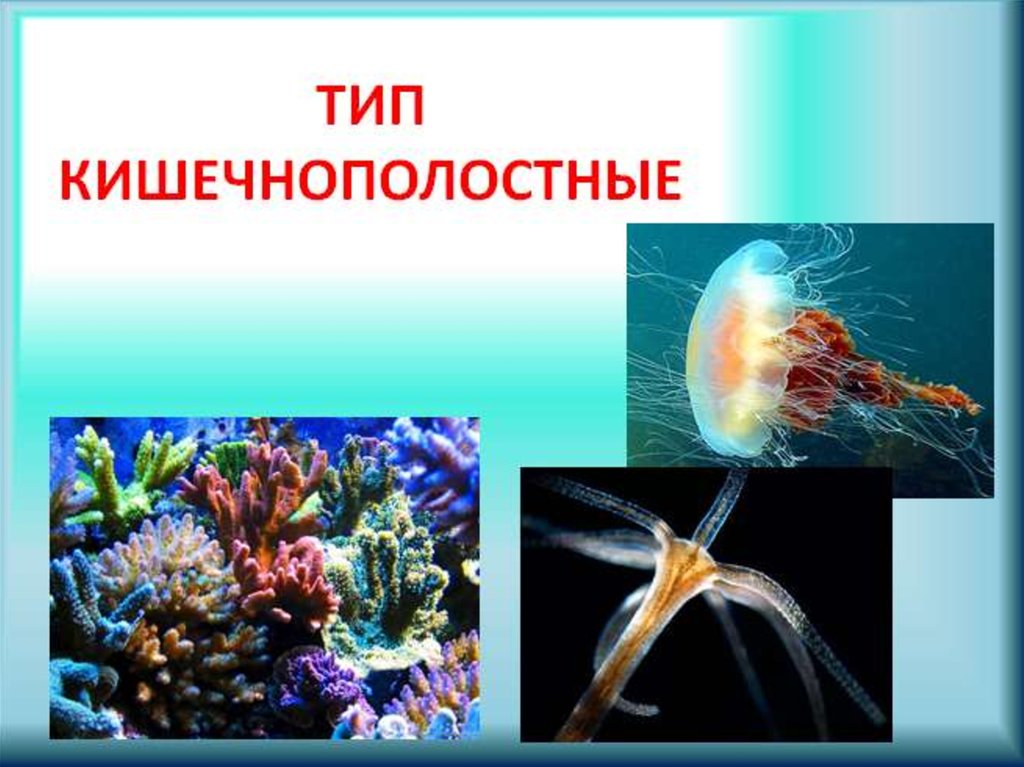 Разнообразие кишечнополостных. Многообразие кишечнополостных. Тип Кишечнополостные. Кишечнополостные презентация. Кишечнополостные представители.