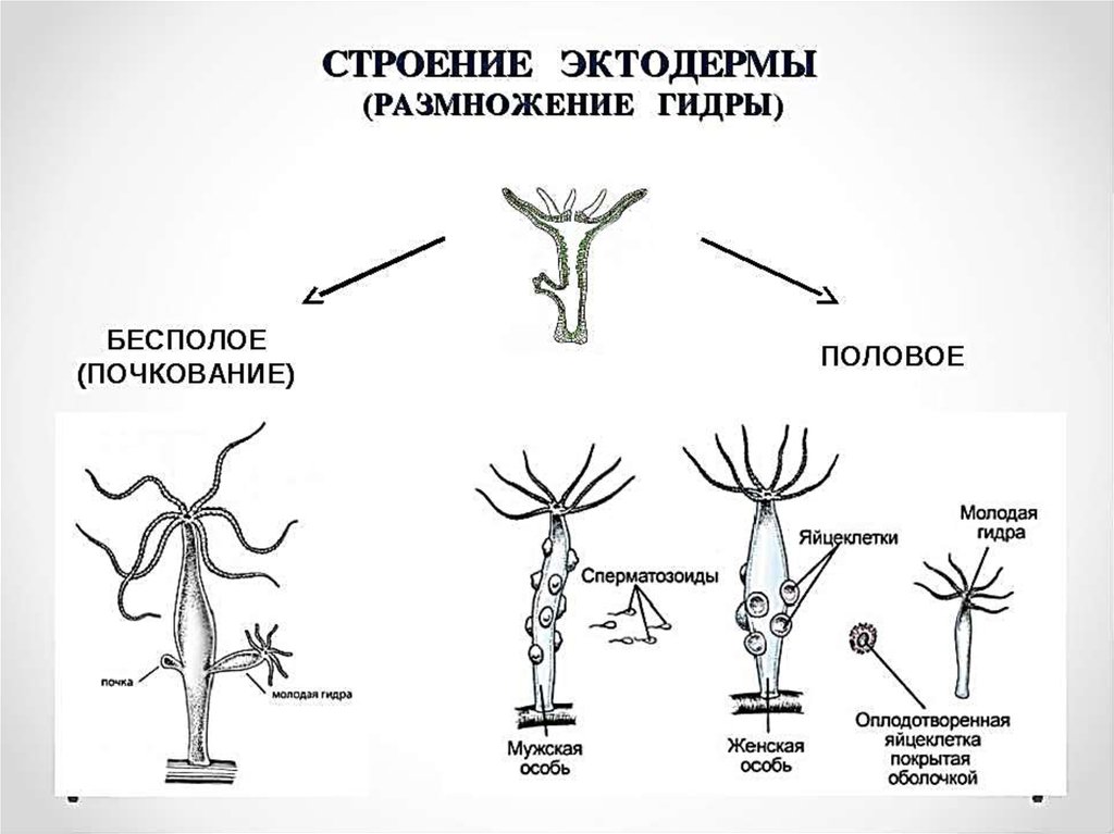 К какому типу относится изображенное на рисунке размножение гидры