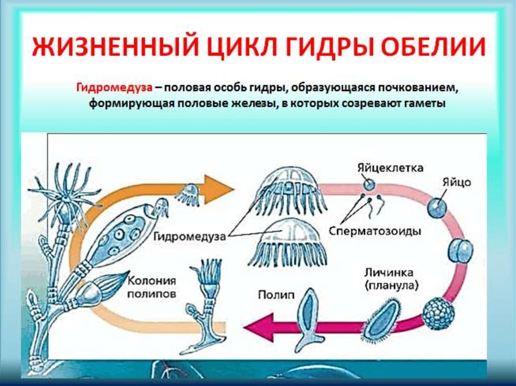 Стадия жизненного цикла медузы. Жизненный цикл гидроидных кишечнополостных. Размножение гидроидных медуз. Жизненный цикл полипа обелии. Жизненный цикл гидроидного полипа.