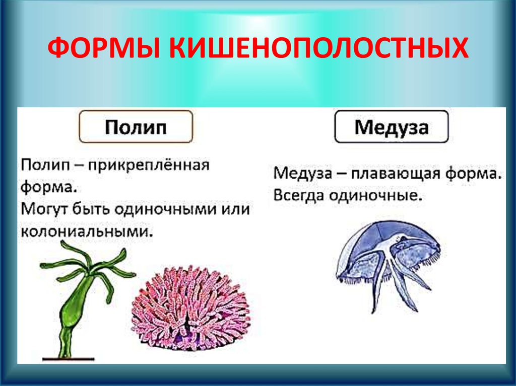 Чем различается образ жизни полипа и медузы. Полипы жизненная форма кишечнополостных. Жизненные формы кишечнополостных полип и медуза. Жизненная форма коралловых полипов. Отличия жизненных форм полипа и медузы.