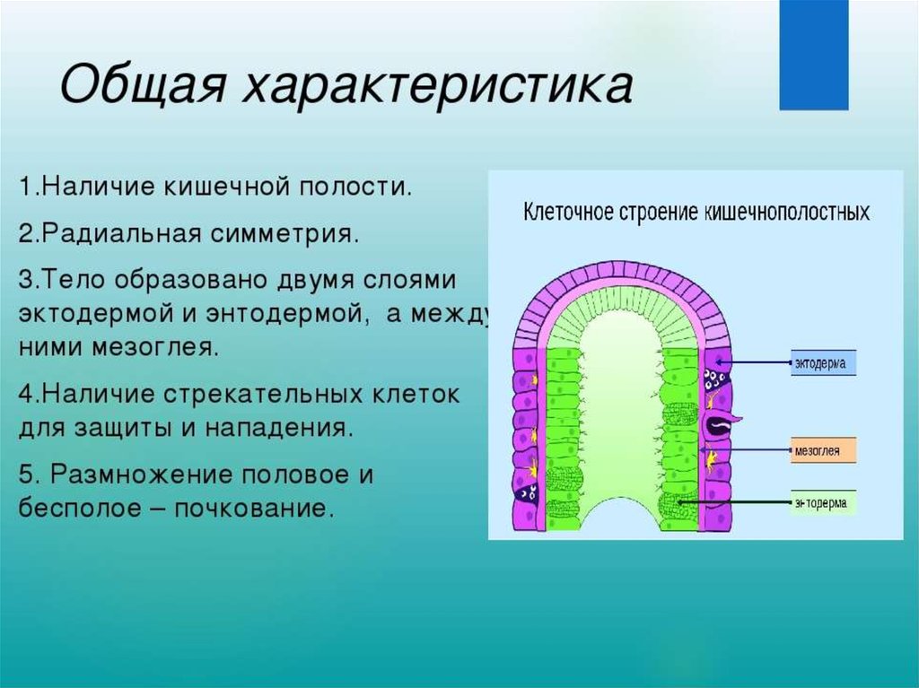 4 полости тела. Мезоглея у кишечнополостных гидра. Кишечная полость у кишечнополостных. Полость тела кишечнополостных. Строение кишечной полости.