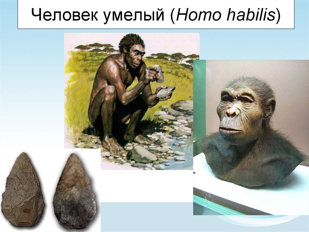 Homo habilis это. Человек хомо хабилис. Человек умелый homo habilis. Человек умелый хомо хабилис. Человек умелый (лат. Homo habilis).