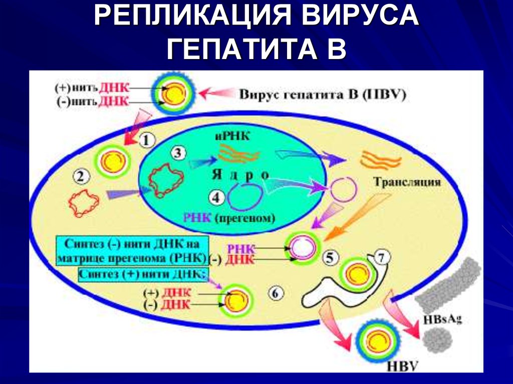 Механизм вирусного гепатита. Механизм репликации вируса гепатита б. Схема репликации вируса гепатита а. Схема репродукции вируса гепатита в. Цикл репродукции вируса гепатита в.