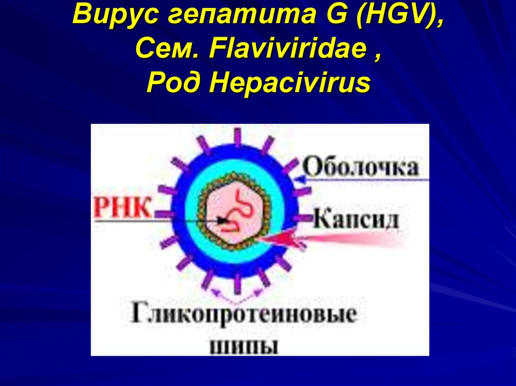Гепатит f. Вирусные гепатиты строение вируса. Вирусный гепатит g. Вирус гепатита g. Вирус гепатита g микробиология строение.