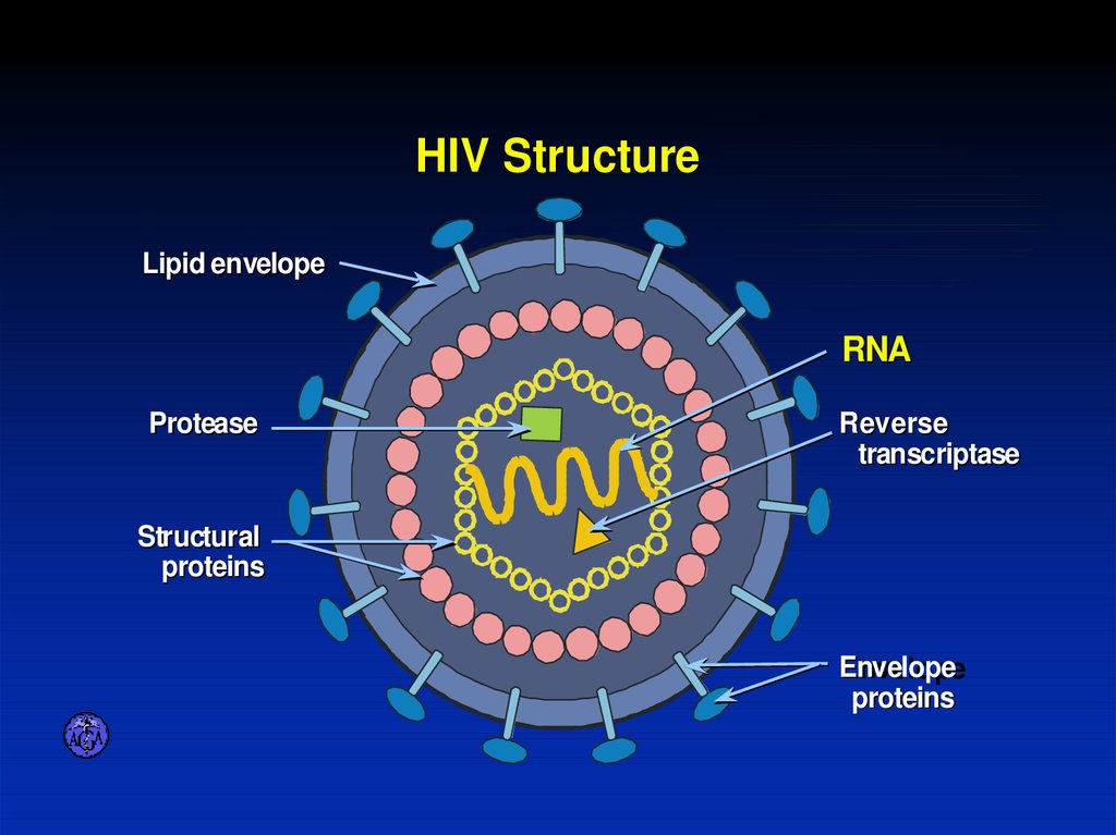Антигены вируса иммунодефицита человека. Антигенная структура вируса иммунодефицита человека. Строение ВИЧ вируса схема. Антигенная структура ВИЧ инфекции. Схема строения вируса иммунодефицита человека.