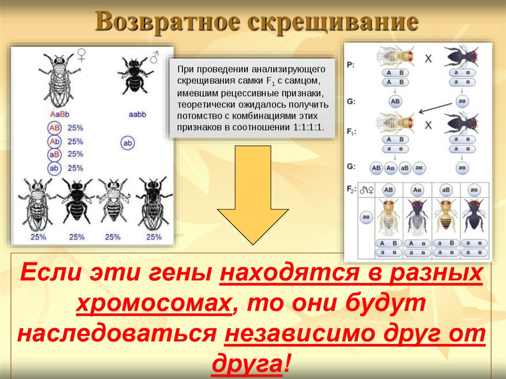 Возвратное скрещивание схема