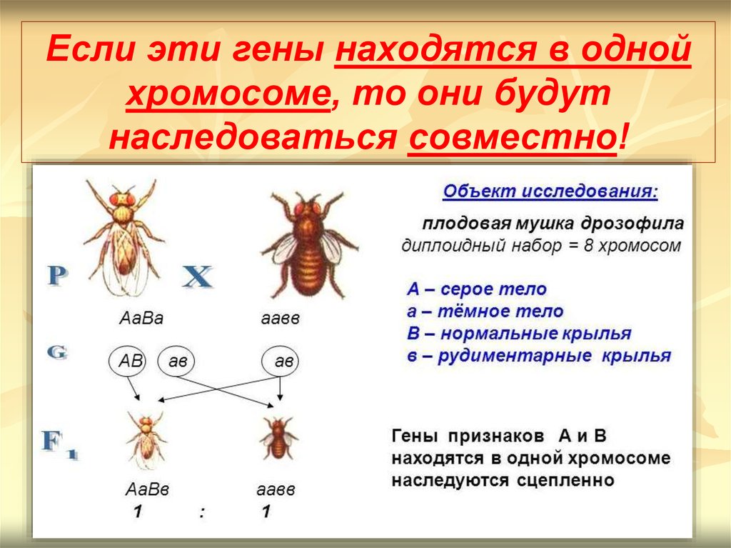 Гены расположенные в одной хромосоме. Наследование сцепленных генов у дрозофилы. Сцепленное наследование окраски тела и длины крыльев у дрозофилы. Если гены находятся в одной хромосоме то они и наследуются. Гены расположенные в одной хромосоме наследуются совместно.