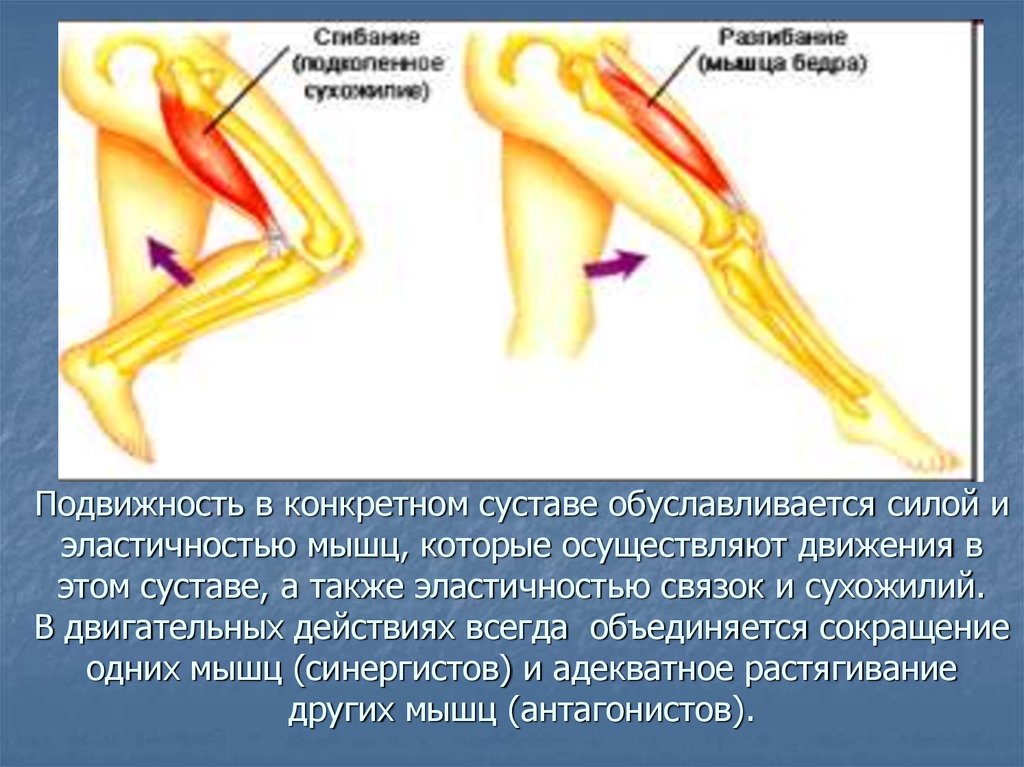 Подвижность в конкретном суставе обуславливается силой и эластичностью мышц, которые осуществляют движения в этом суставе, а