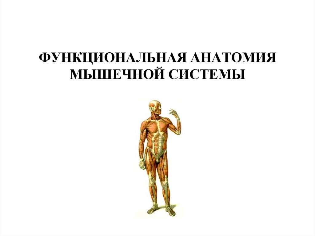 Функциональная анатомия. Функциональная анатомия мышц. Анатомия мышц человека для массажистов. Мочалов а. ю. "функциональная анатомия мышц".