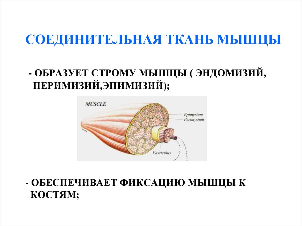 Заболевания мышечной ткани. Эндомизий перимизий эпимизий. Соединительная ткань мышцы. Функциональная анатомия мышц. Перимизий мышечная ткань.