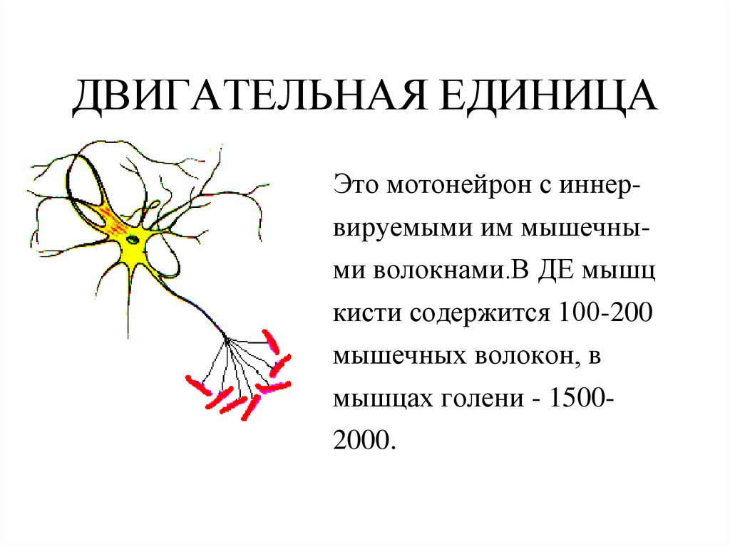 Двигательная моторная единица это