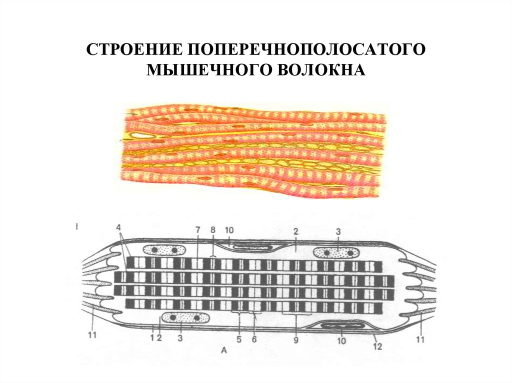 Схема строения мышечного волокна