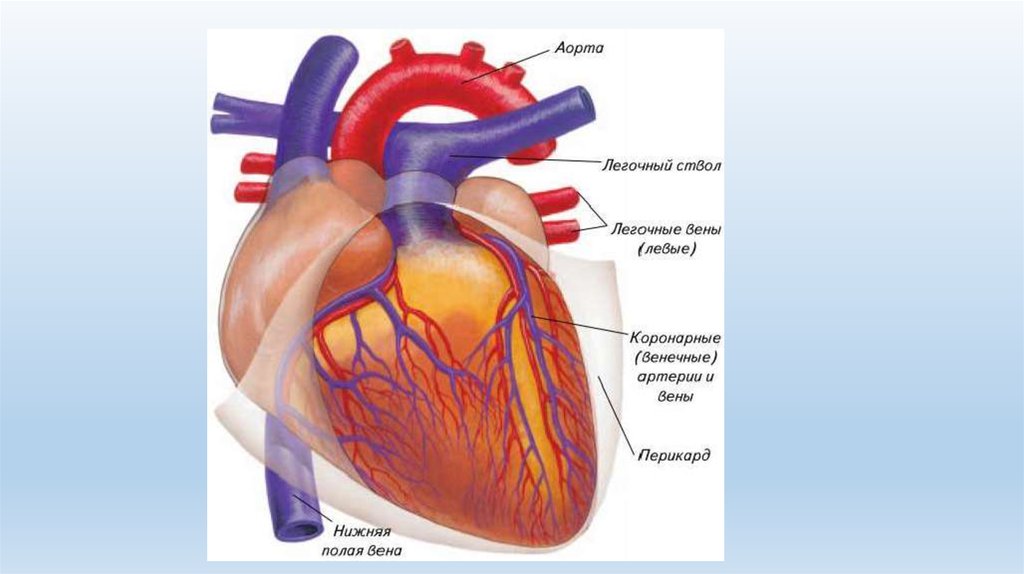Сосуды сердца 8 класс. Сердце строение анатомия кровоснабжение. Строение сосудов сердца человека схема. Строение сердца, сосуды (артерии и вены). Органы кровообращения строение и работа сердца.