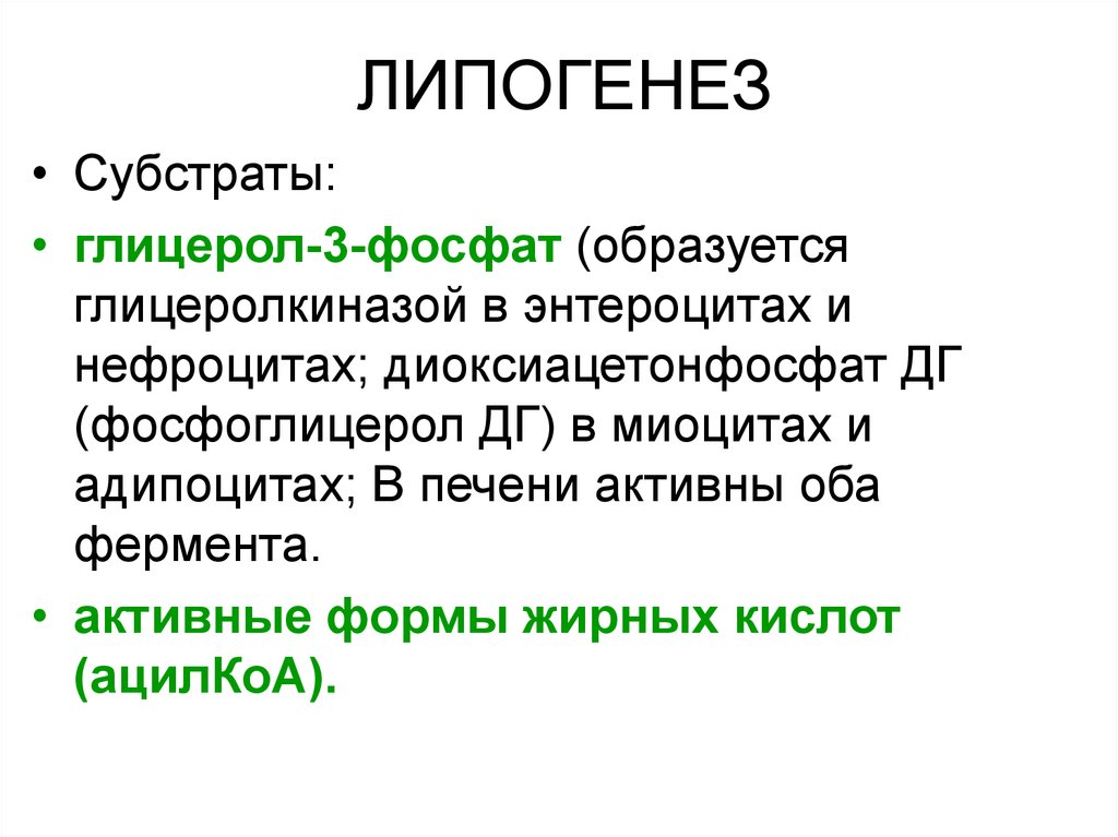 Липогенез