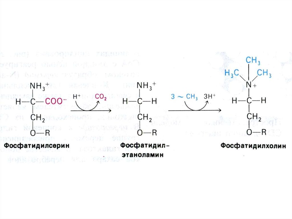 Приведите схему реакции превращения фосфатидилэтаноламина в фосфатидилхолин