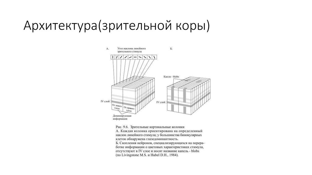 Ориентационные колонки зрительной коры. Колончатая организация коры больших полушарий. Переработка зрительной информации завершается в. Повторяет структуру зрительной коры млекопитающих. Колонки зрительной коры.