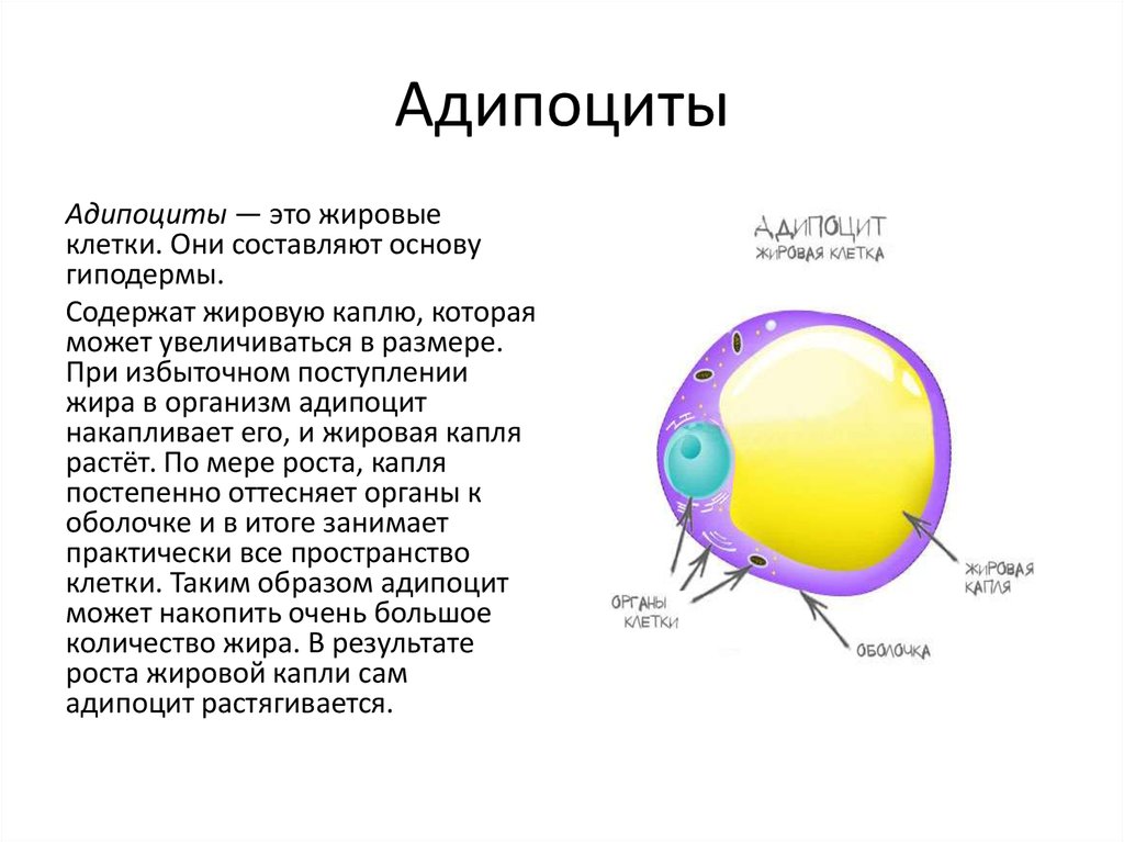 Липоциты. Строение жировой клетки адипоцита. Адипоцит рисунок строение. Жировые клетки адипоциты функции. Адипоциты функции гистология.