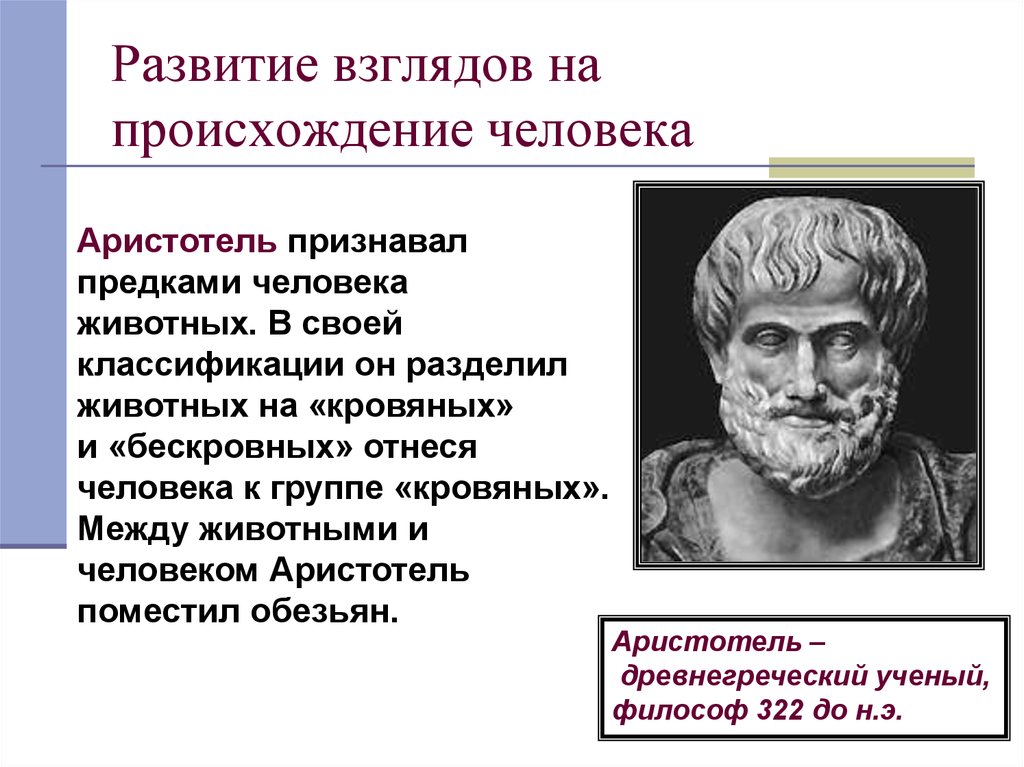 Формирование взглядов. Аристотель гипотеза о происхождении человека. Теория Аристотеля о происхождении человека. Аристотель представление о происхождении человека таблица. Аристотель представление о происхождении человека.