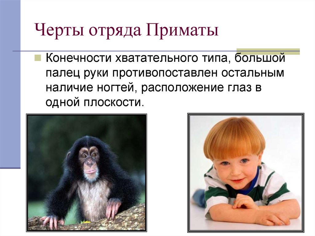 К обезьянам людям относят. Черты приматов. Черты отряда приматы. Отряд приматы человек.
