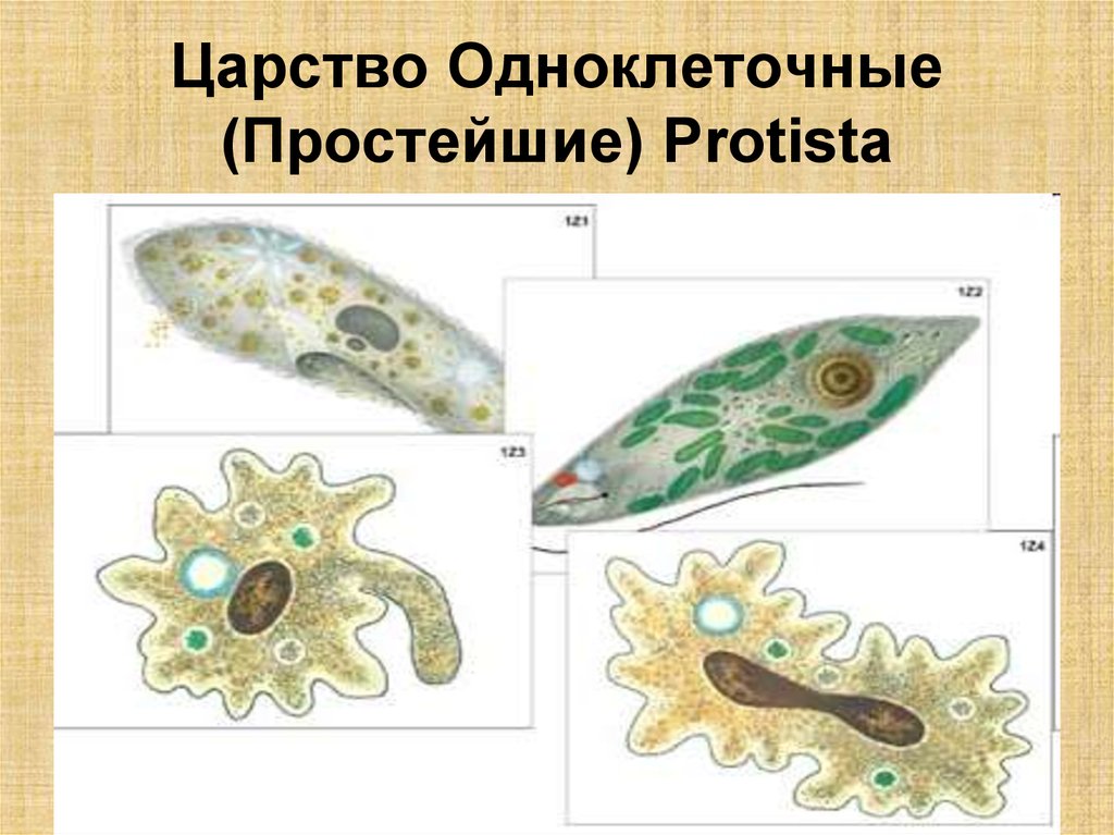 Одноклеточным организмом не является. Царство протисты водоросли. Царство Protista. Царства простейших protozoa. Царство животные простейшие одноклеточные.