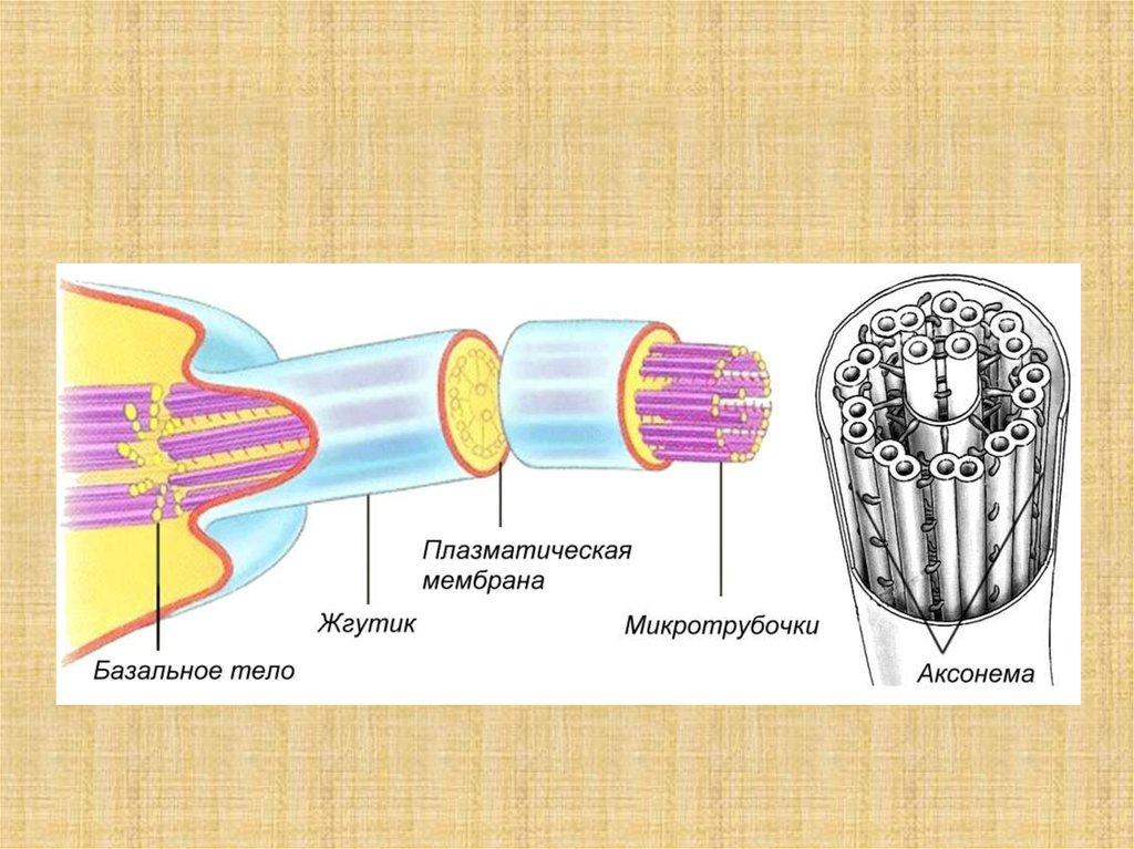 Строение жгутиков