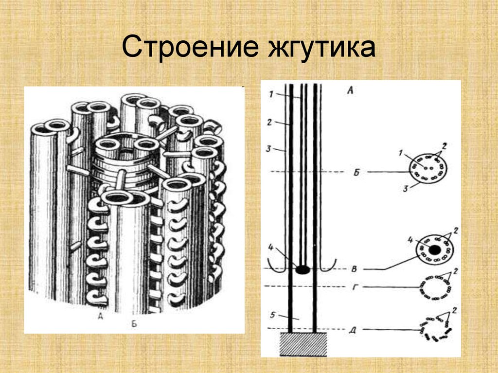 Строение жгутиков