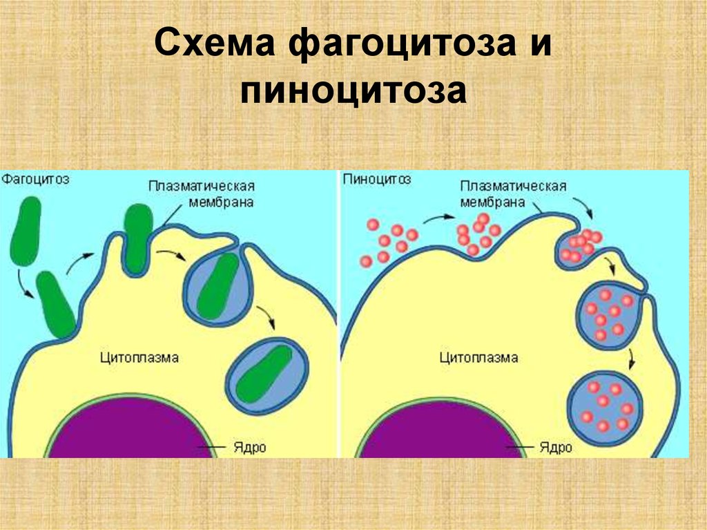 Последовательность эндоцитоза. Схема фагоцитоза клетки. Схема фагоцитоза и пиноцитоза. Фагоцитоз мембраны. Клетка фагоцитоз пиноцитоз ЕГЭ.