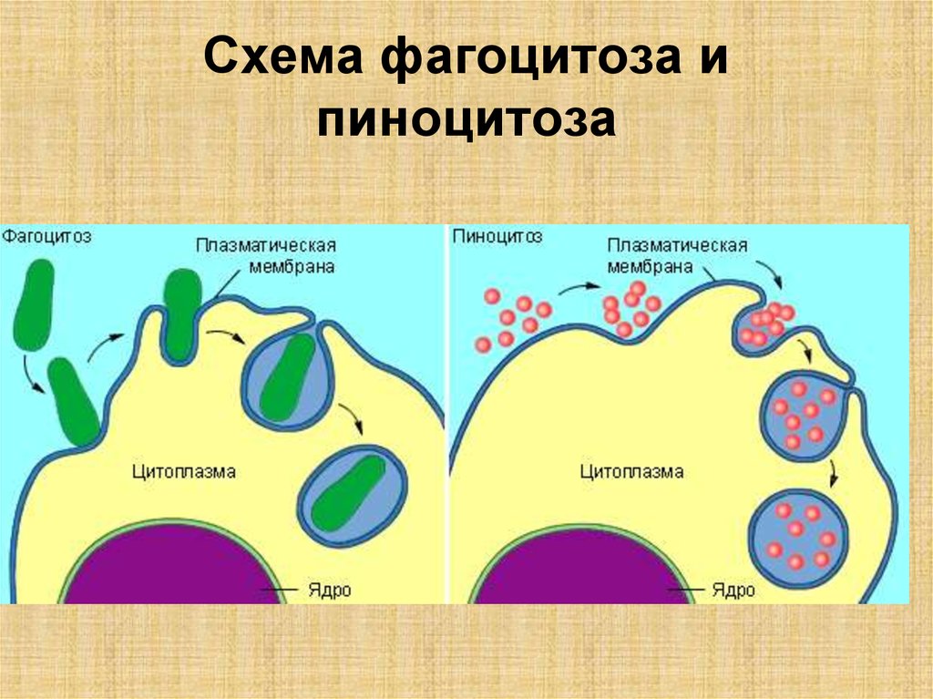 Фагоцитоз эукариоты