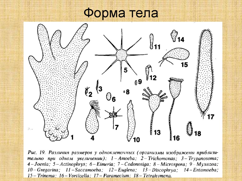 Водные простейшие. Простейшие формы организмов. Форма тела простейших. Формы тела организмов. Форма тела простейших организмов.