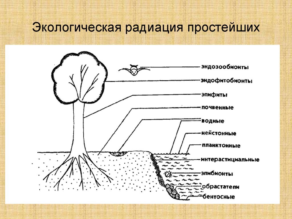 Строение простыми словами