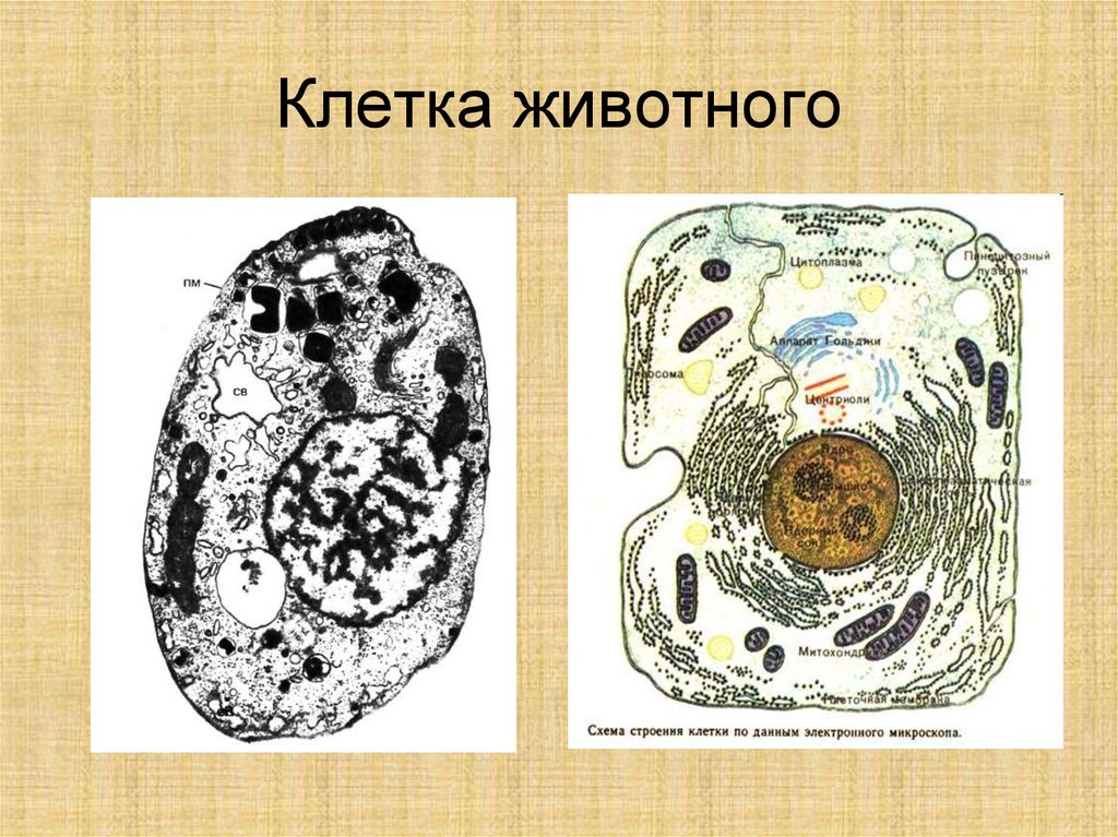 В клетках животных запасным. Клетка животного. Животная клетка. Животная клетка рисунок. Строение животной клетки микроскоп.