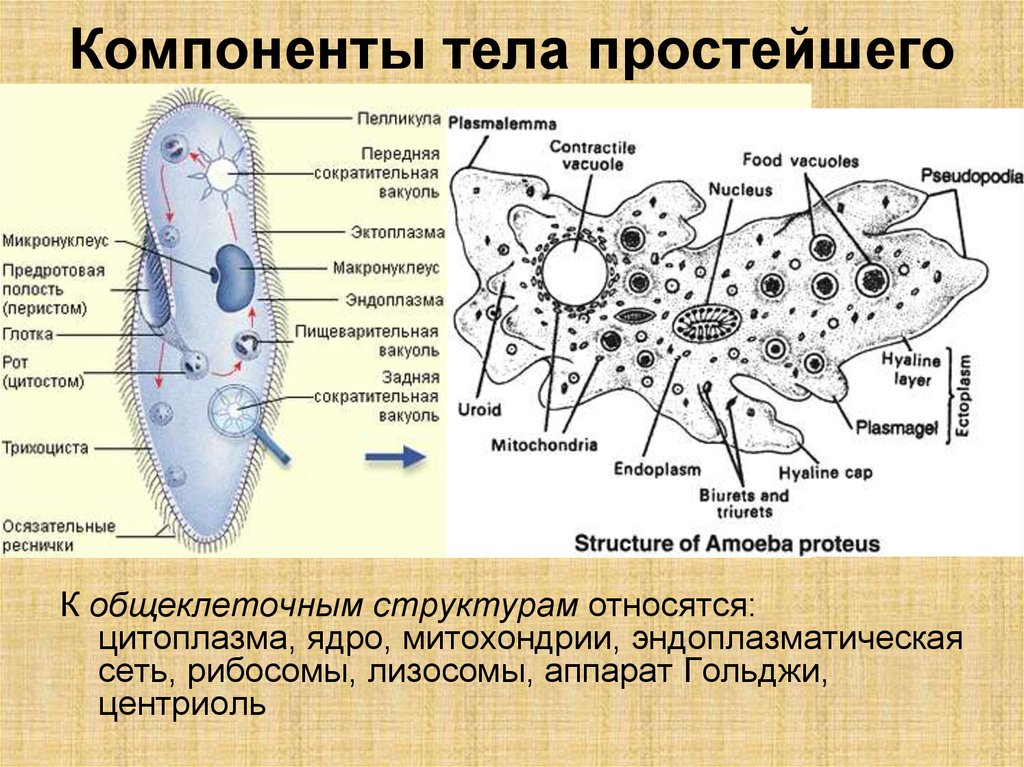 Инфузория туфелька ложноножки. Строение простейших. Схема строения простейших. Строение клетки простейших. Простейшие организмы строение клетки.