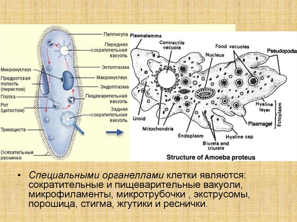 Строение простейших