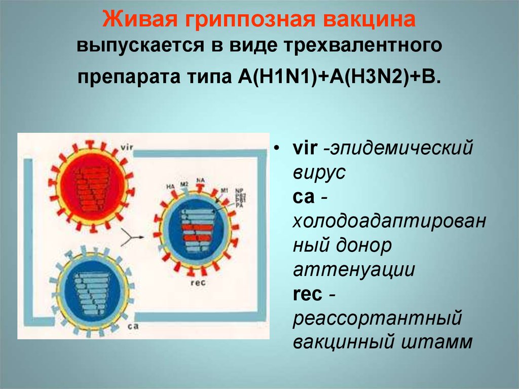 Живая гриппозная вакцина выпускается в виде трехвалентного препарата типа A(H1N1)+A(H3N2)+B.