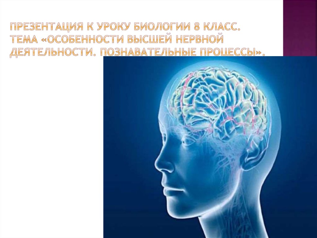 Нервная деятельность. Высшая нервная деятельность 8 класс биология. Познавательные процессы биология 8 класс. Интеллект по теме по теме Высшая нервная деятельность. Высшая нервная деятельность человека биология 8.