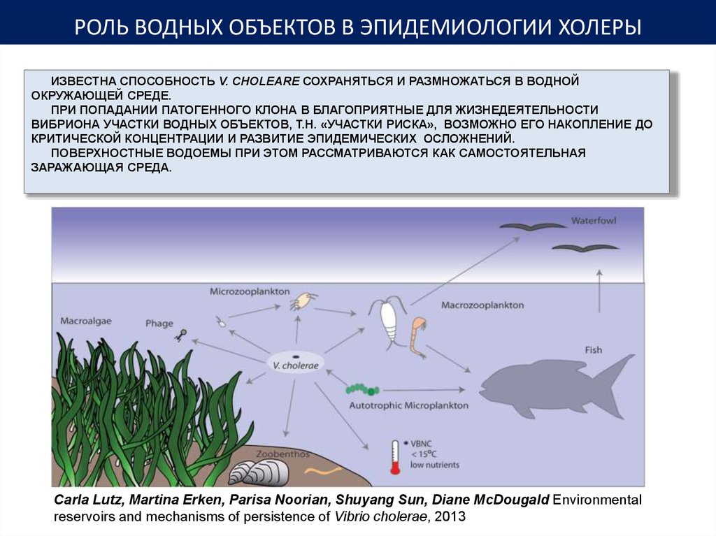 Способность известна. Роль водных объектов в эпидемиологии холеры. Холера эпидемиология презентация. Vibrio cholerae 6. эпидемиология. Холера с точки зрения эпидемиологии.